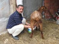 MS hastası eşini keçi sütüyle tedavi etti