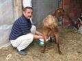 MS hastası eşini keçi sütüyle tedavi etti